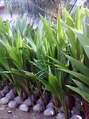 Bibit Kelapa Hybrida