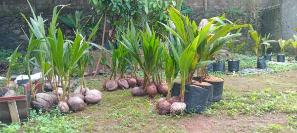 Bibit Kelapa Hybrida