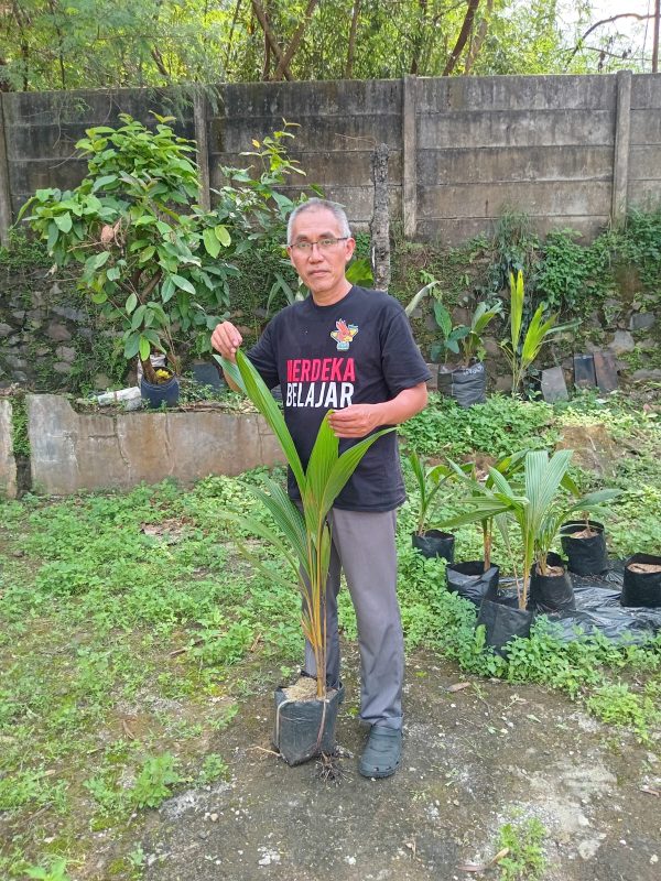 Bibit Kelapa Hybrida
